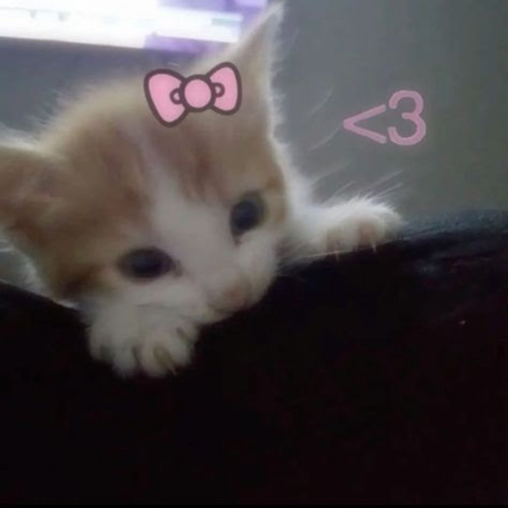 Meet your Posher, Xin